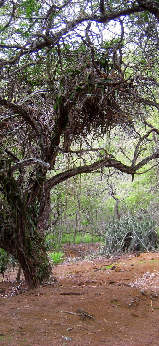 tree, ancient, dry, sand