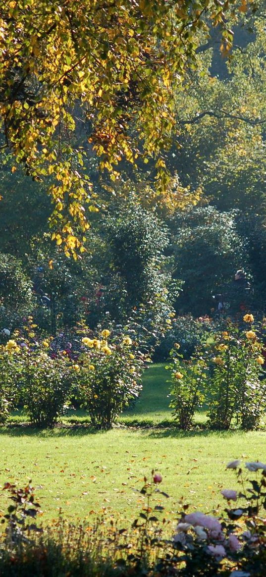 tree, krone, bark, flowers, light, garden