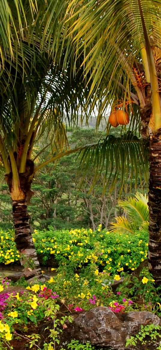 palm trees, fruits, yellow, trees