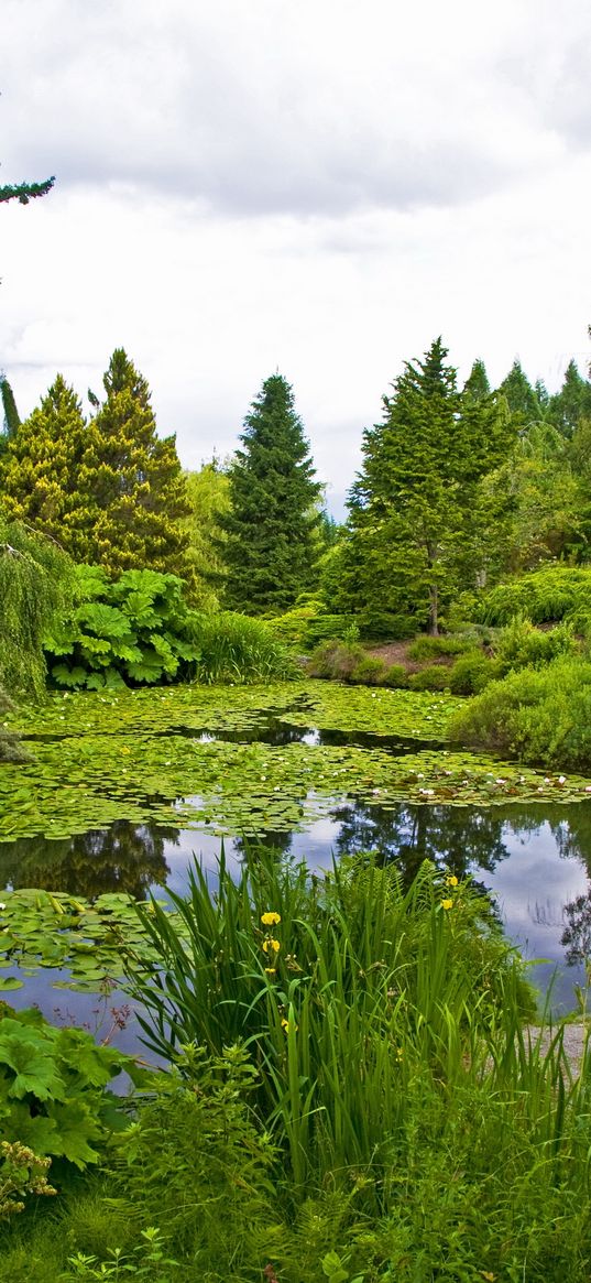 water-lilies, pond, trees, trunks, cloudy, bench