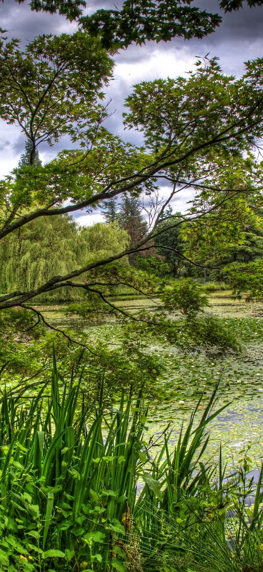 green, garden, trees, pond, water-lilies, flora