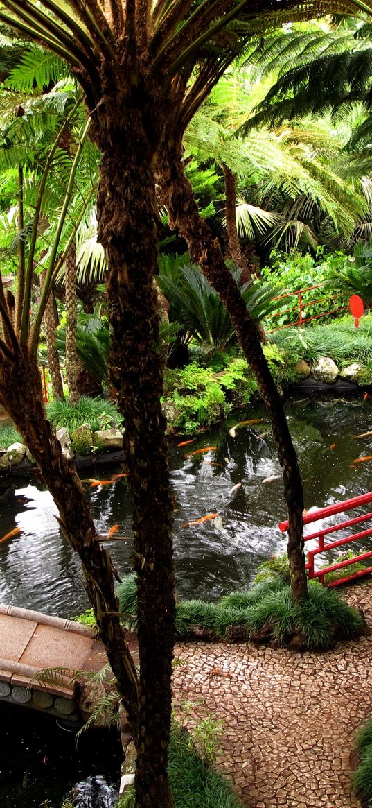 bridge, pond, trees, from above, fish