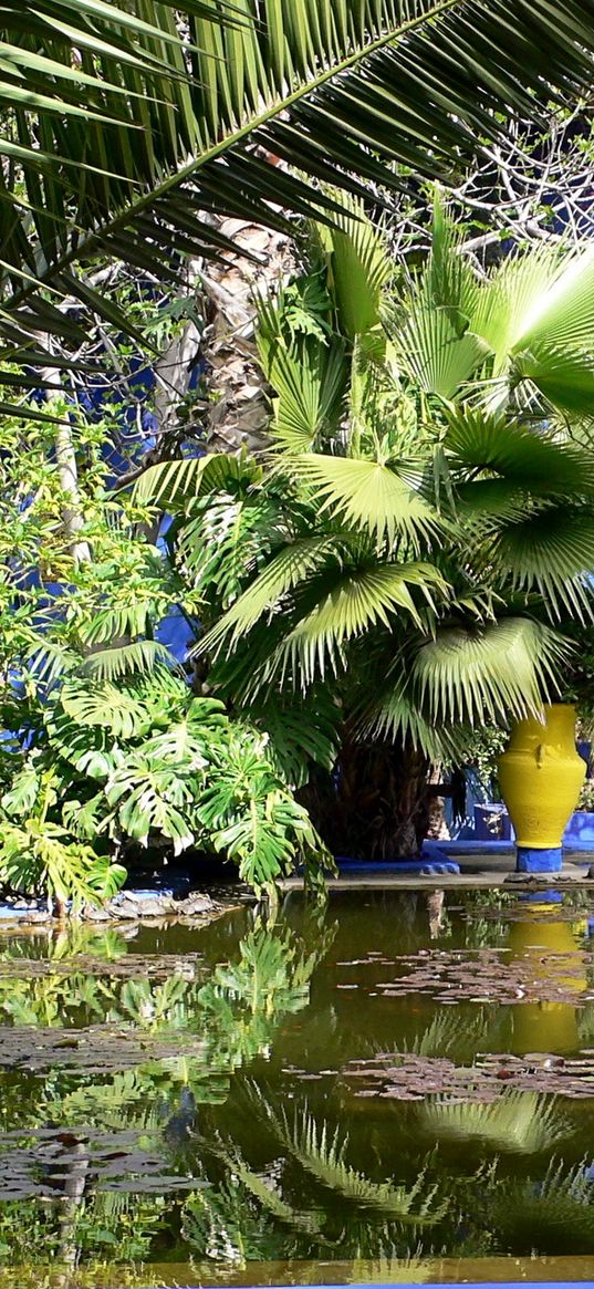 pond, yard, water-lilies, branches, palm trees