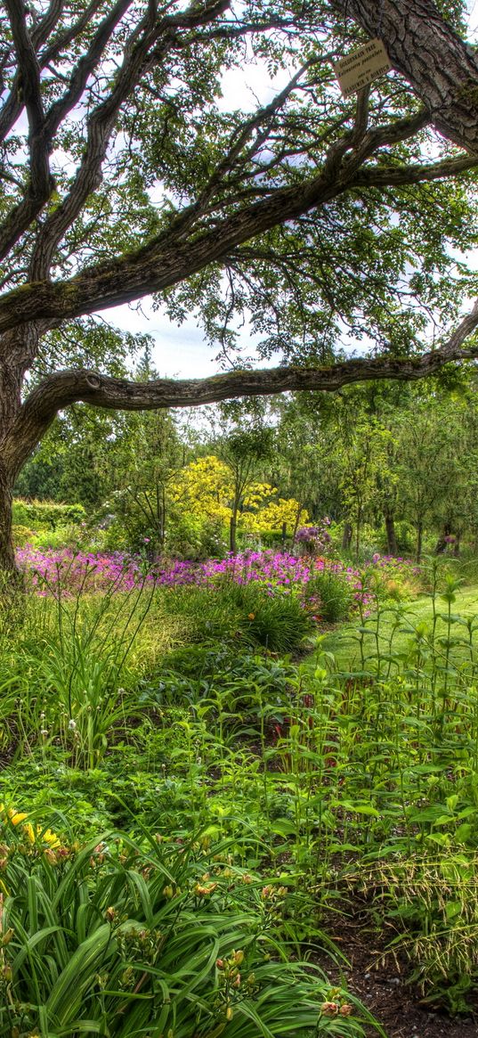 trees, tree nursery, long-term, vegetation, bushes, grass, lawn