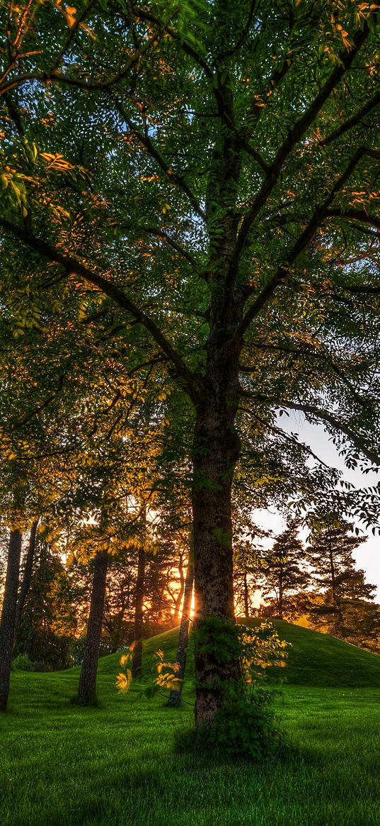 trees, park, grass, green, kroner, from below, hill, colors