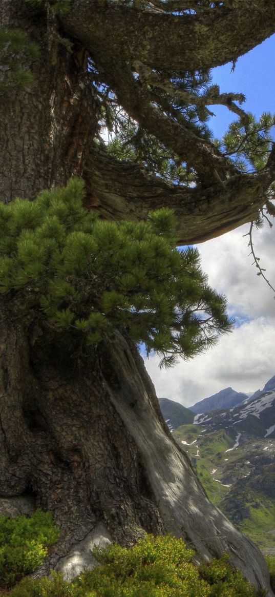 tree, prickles, trunk, long-term, mountains, clouds, sky, lodge, freshness