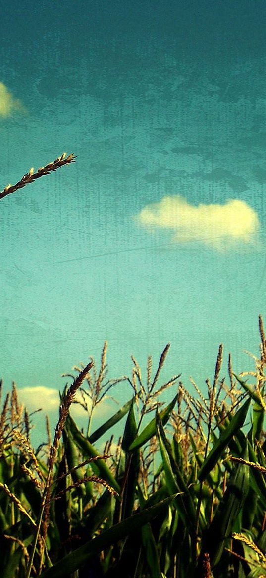 corn, sky, blue, art, field, crop