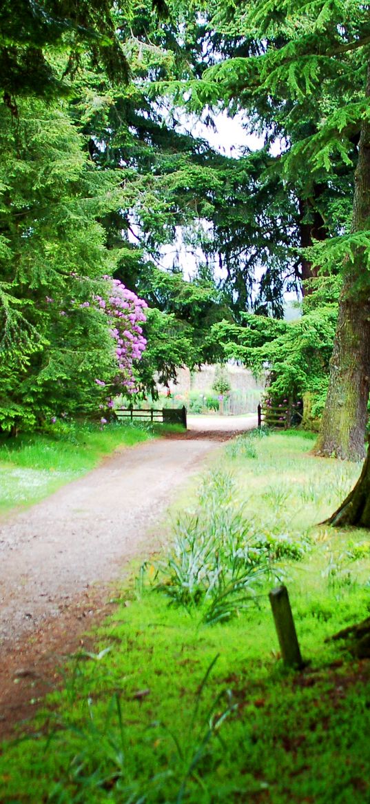 ladder, avenue, trees, summer, gate