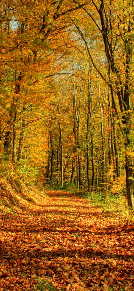 wood, road, leaves, october, gold, midday, shadows