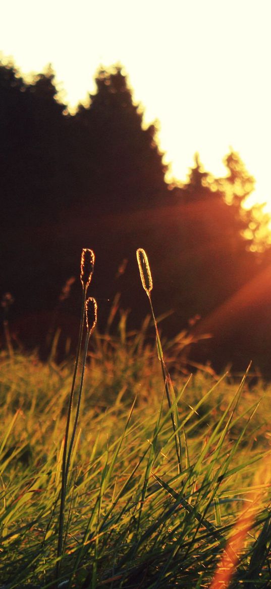 sun, light, blades, beams, decline, field, foreground, summer