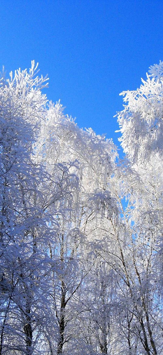 winter, hoarfrost, trees, kroner, blue, white, clearly, sky, gray hair