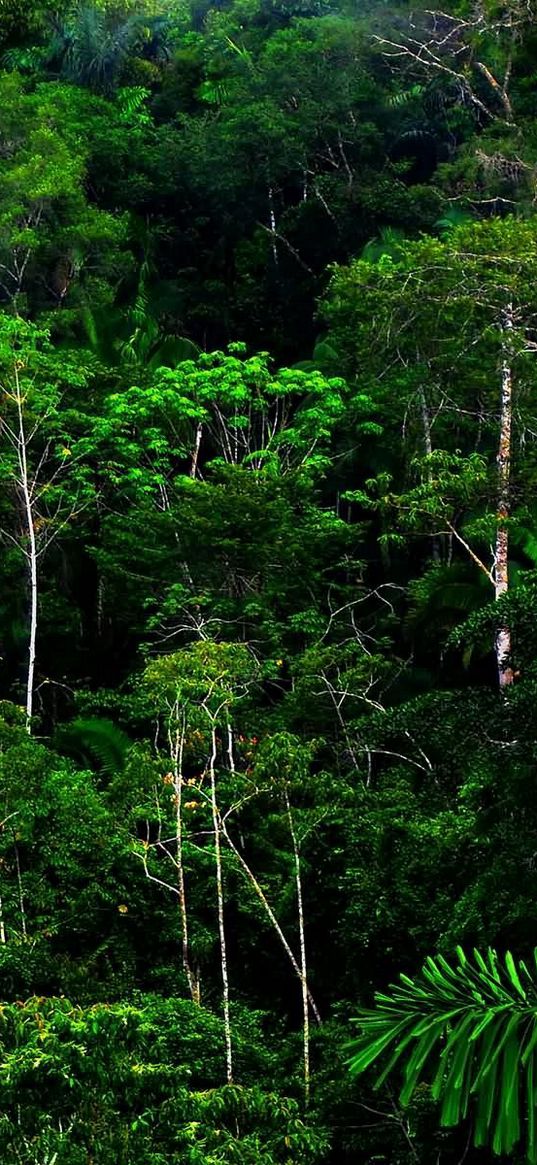 wood, thickets, green, wild