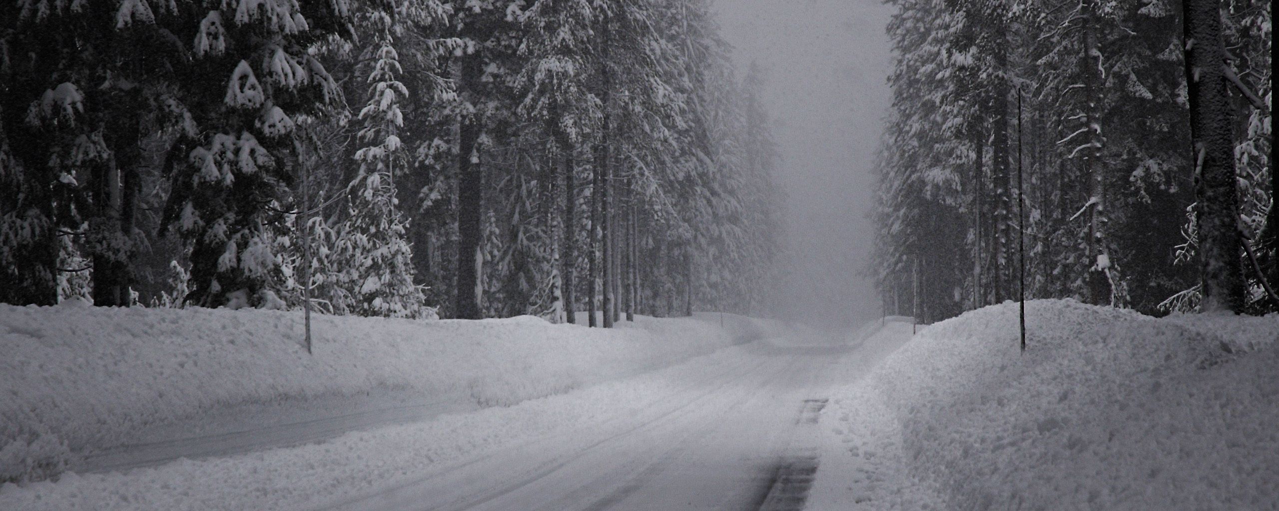 winter, road, snow, fir grove, panorama