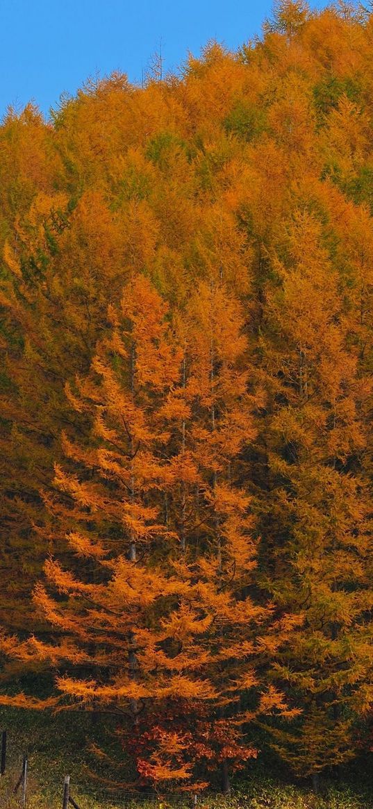 autumn, wood, trees, japan, gold, protection, fence, relief