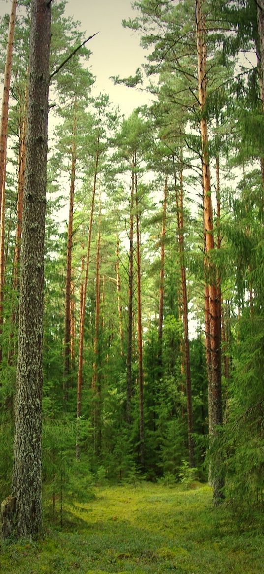 wood, pines, fir-trees, trunks, bark, silence