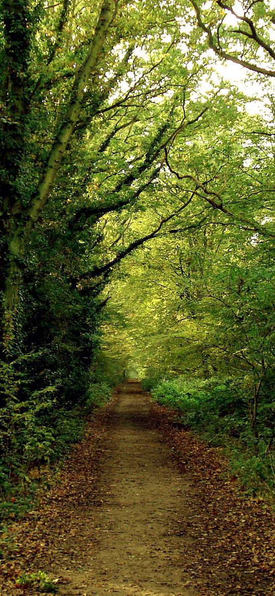 track, wood, dense, summer, ivy, leaves