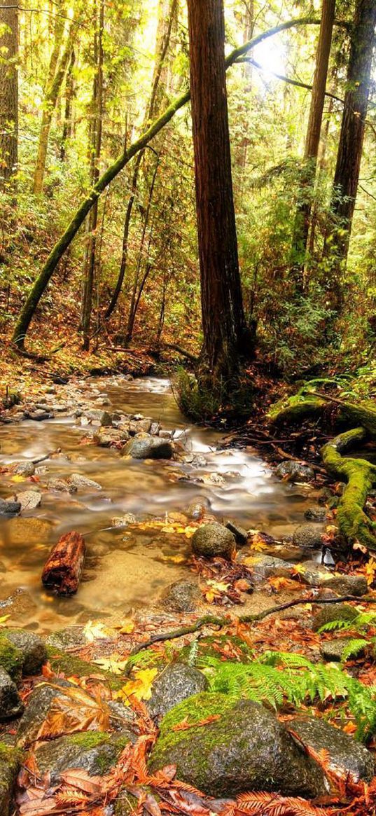 wood, stream, source, river, spring, branches, trees, earth, vegetation, stones