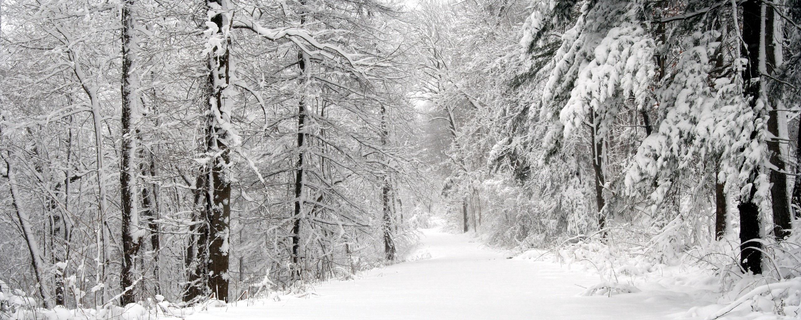 wood, winter, snow, trees, panorama, whiteness