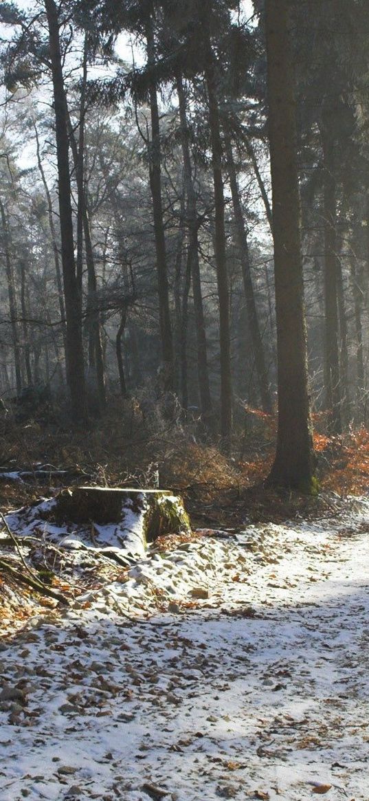 road, snow, trees, stub, wood, light, beams