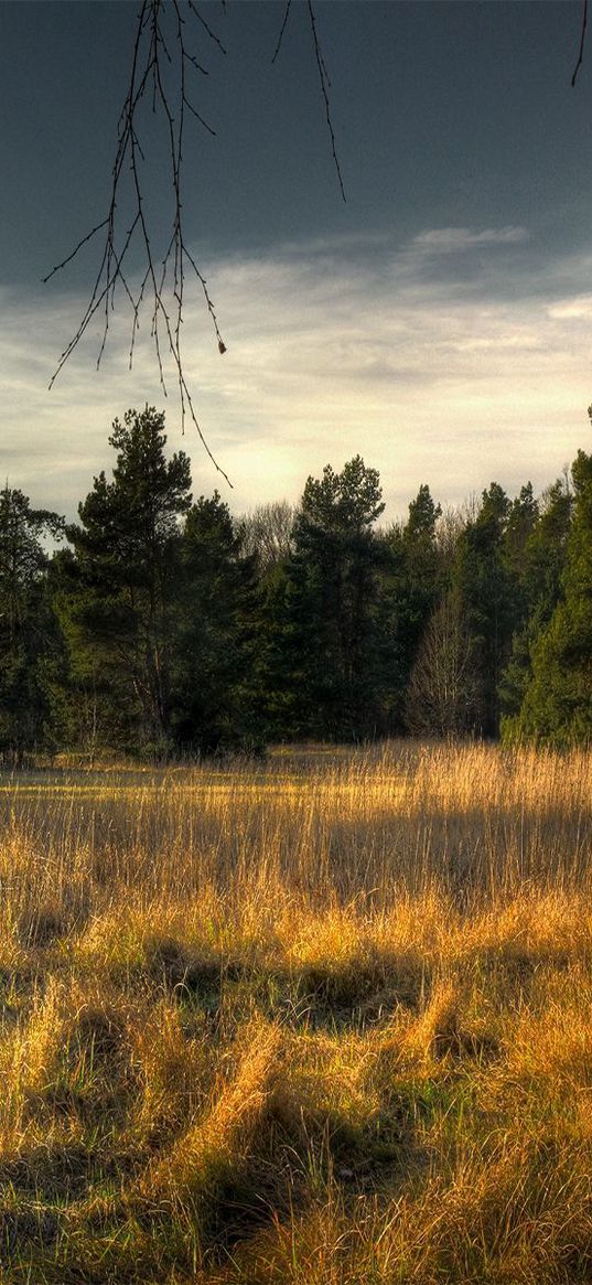 tree, trunk, birch, fir-trees, grass, faded, edge