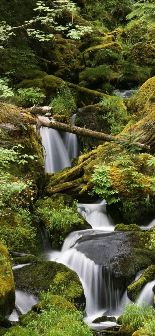 wood, stones, stream, trees, moss, leaves, greens, humidity, noise, water