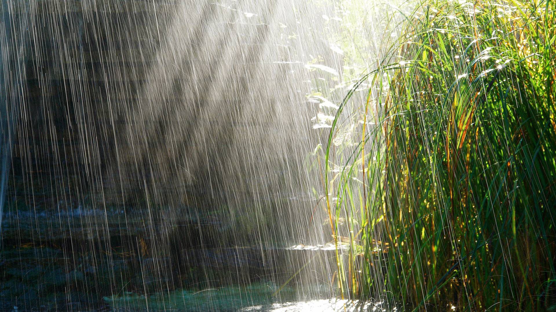 heavy rain, rain, light, bushes, summer