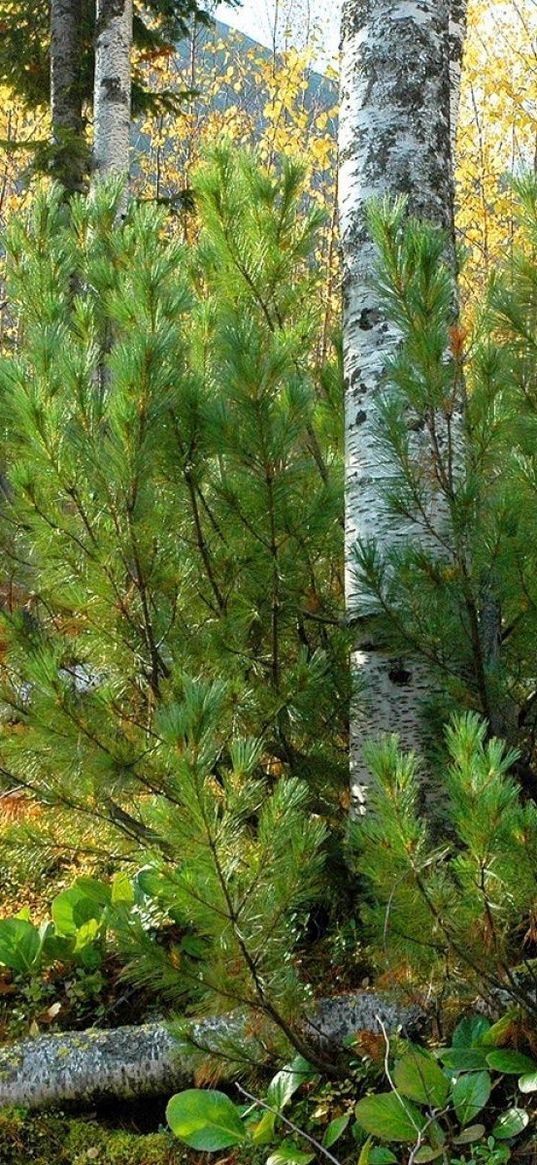 pine, birch, trees, trunks, stone, block