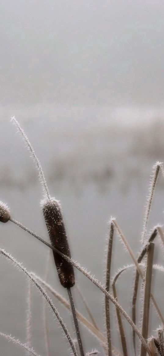 canes, hoarfrost, frosts, november