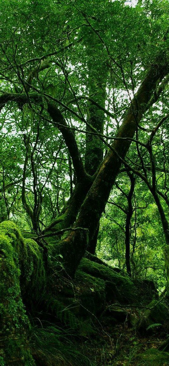 wood, trees, thickets, green, moss, vegetation, bushes, stones, leaves