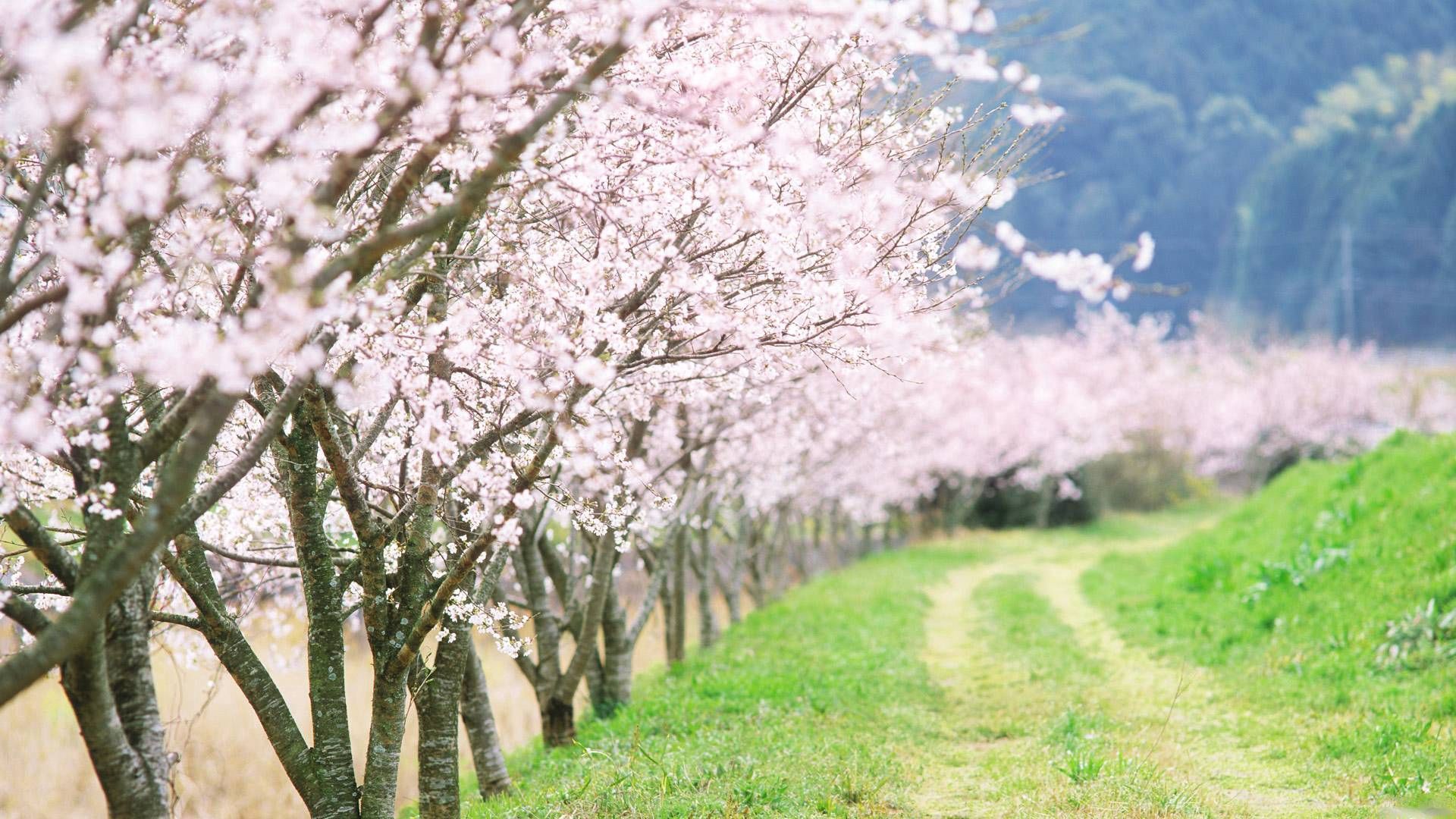 spring, trees, flowering, garden, road, country