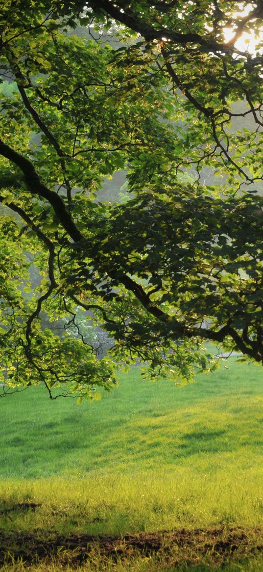 tree, light, beams, summer, grass, meadow, morning, dawn, branches, krone