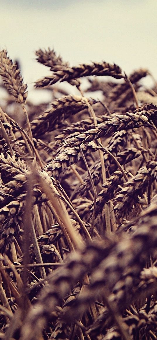 ears, field, rye, gloomy