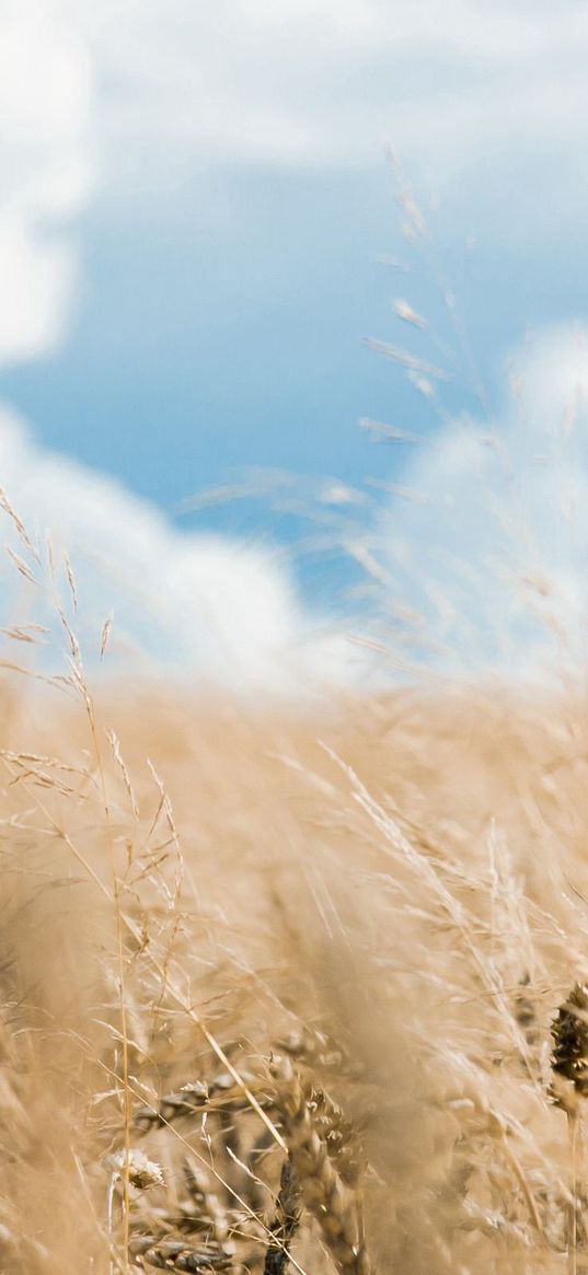 ears, field, clouds, sky, razmytost