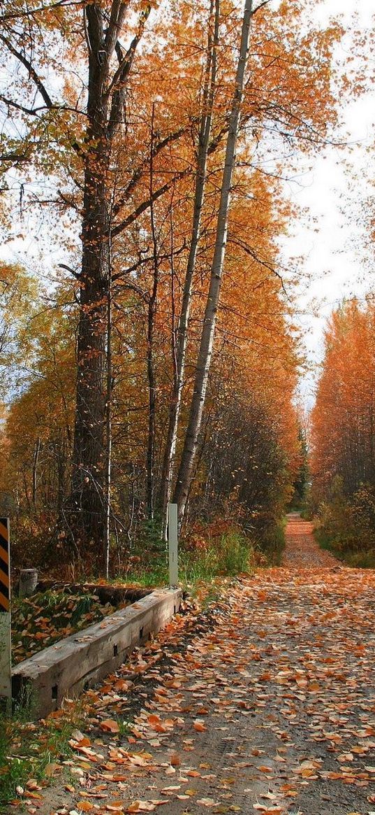 road, soil, trees, autumn, leaves, strengthening, protector