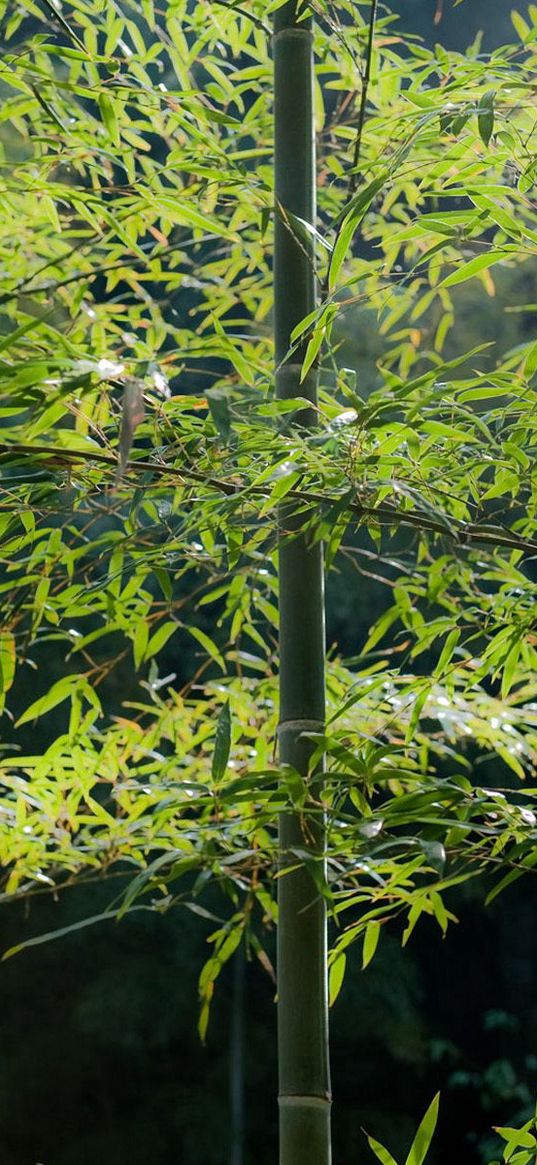 bamboo, wood, stalks, tranquillity