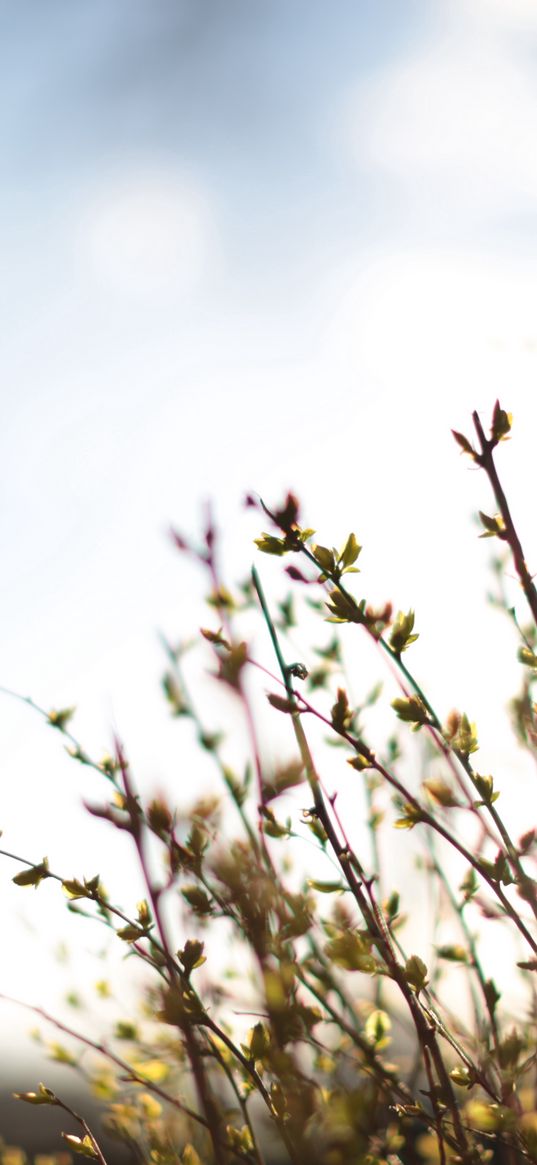 branches, leaves, buds, sun rays, sky, nature