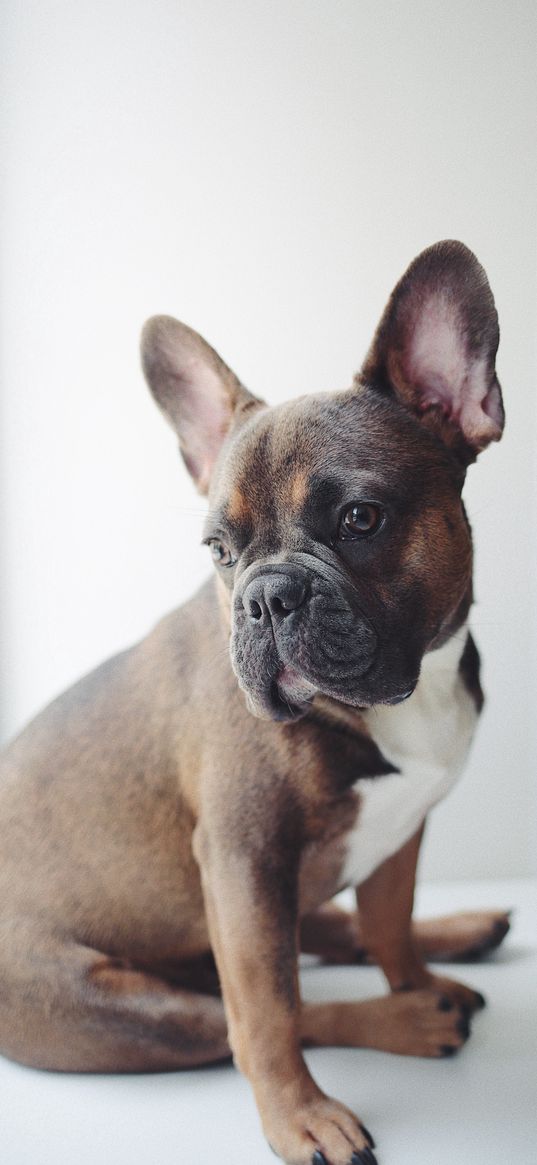 french bulldog, dog, animal, bright, brown