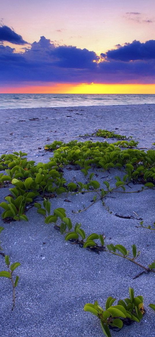 beach, sand, vegetation, leaves, particles, sea, decline, horizon