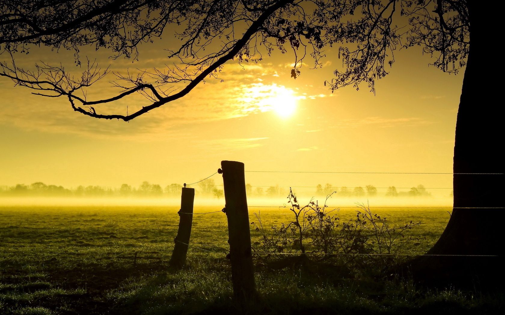 sun, light, evening, logs, protection, grass, outlines, fog, colors, tree