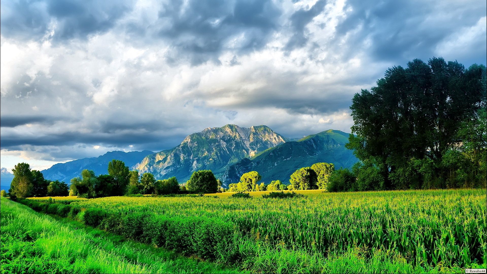 mountains, road, field corn, brightly, summer, greens