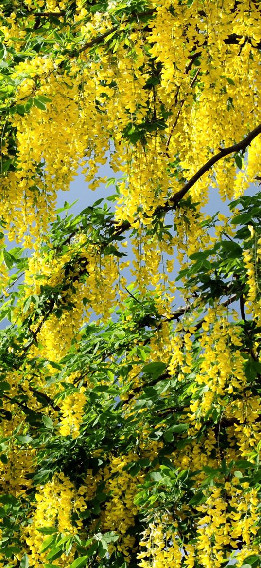 flowering, spring, krone, yellow, cloud