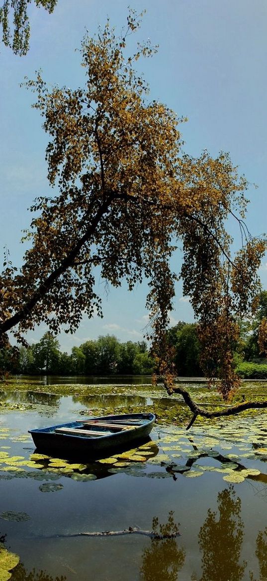 boat, trees, water-lilies, garden, sky, clouds, reflection, log, dead