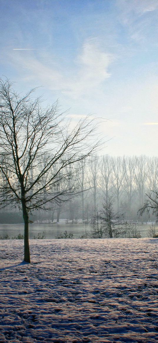 belgium, winter, garden, sun, sky, clearly, trees