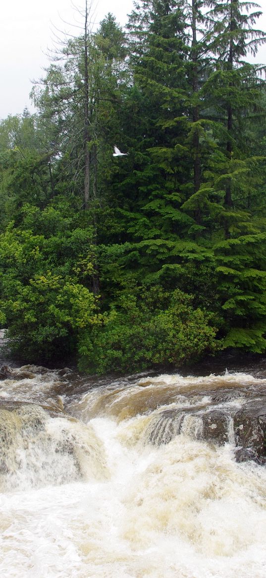 great britain, konui, river, stream, dirty, water, trees, cloudy