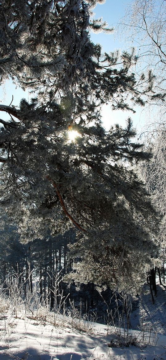 lithuania, wood, trees, snow, hoarfrost, light