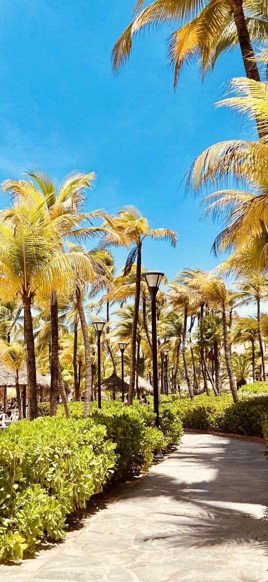 palm trees, beach, bushes, path, blue sky