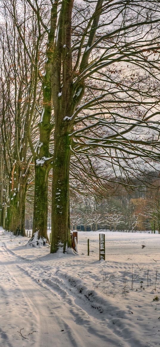 netherlands, road, trees, avenue, snow