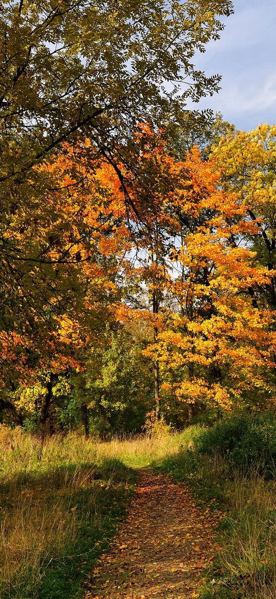 trees, wood, track, path, autumn, st petersburg