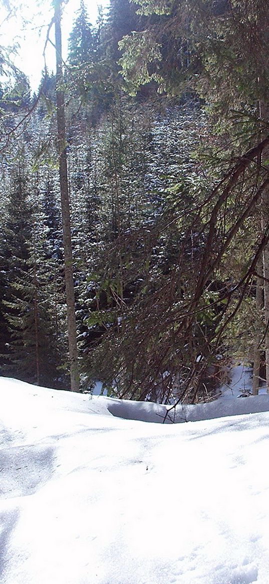 romania, snow, mountains, snowdrifts, trees, winter