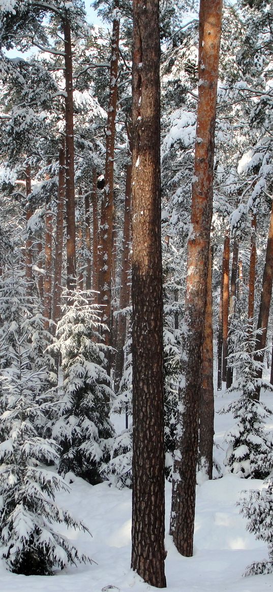 wood, trees, winter, st petersburg, pavlovsk